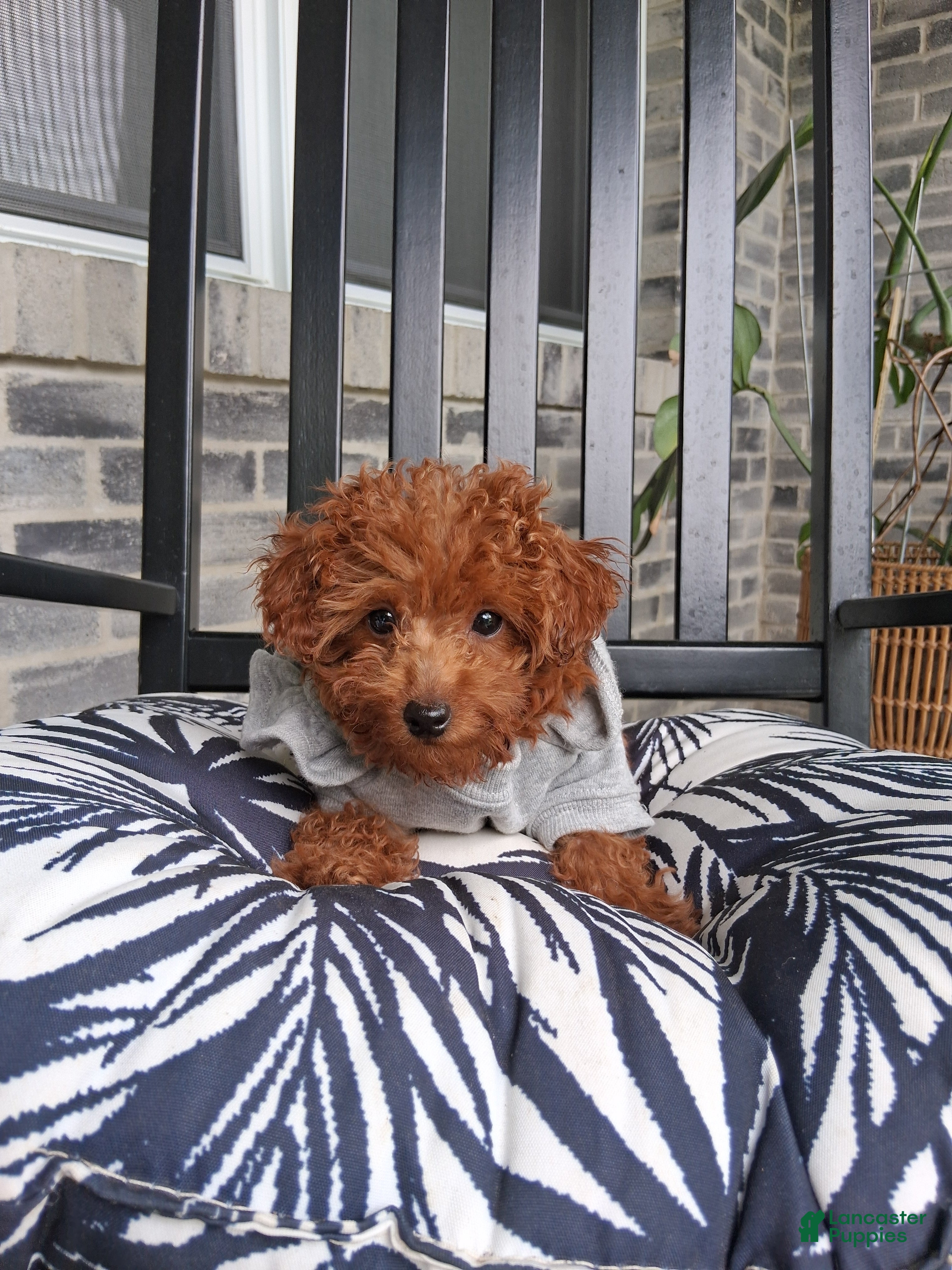 Toy Poodle dogs Toy Poodle Jewel - Ad 2