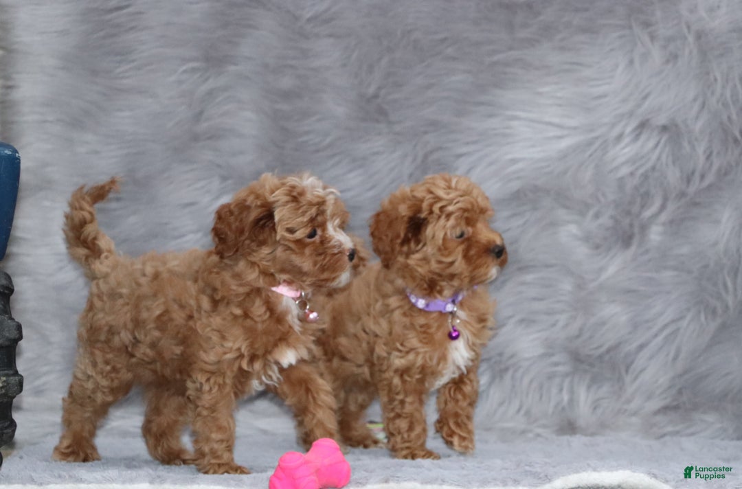 Havapoo dogs for sale: Eva 👨‍👨‍👧‍👦💞🐕 - Ad 28