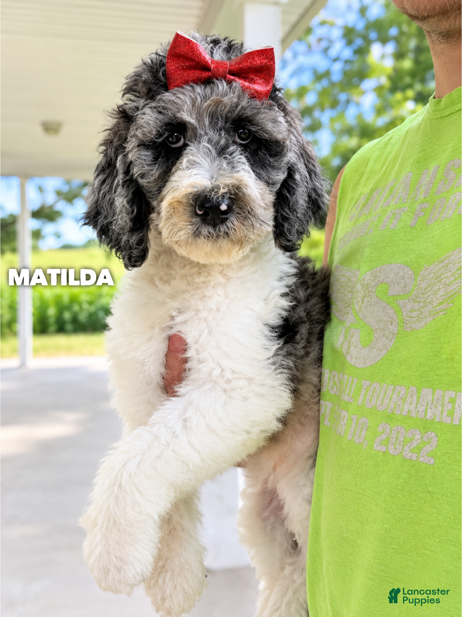 Goldendoodle dogs Matilda - Standard F1b - Ad 40