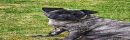 Pug dogs for sale: Trix - Ad 3