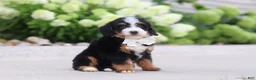 Mini Bernedoodle dogs for sale: Cupcake - Ad 4