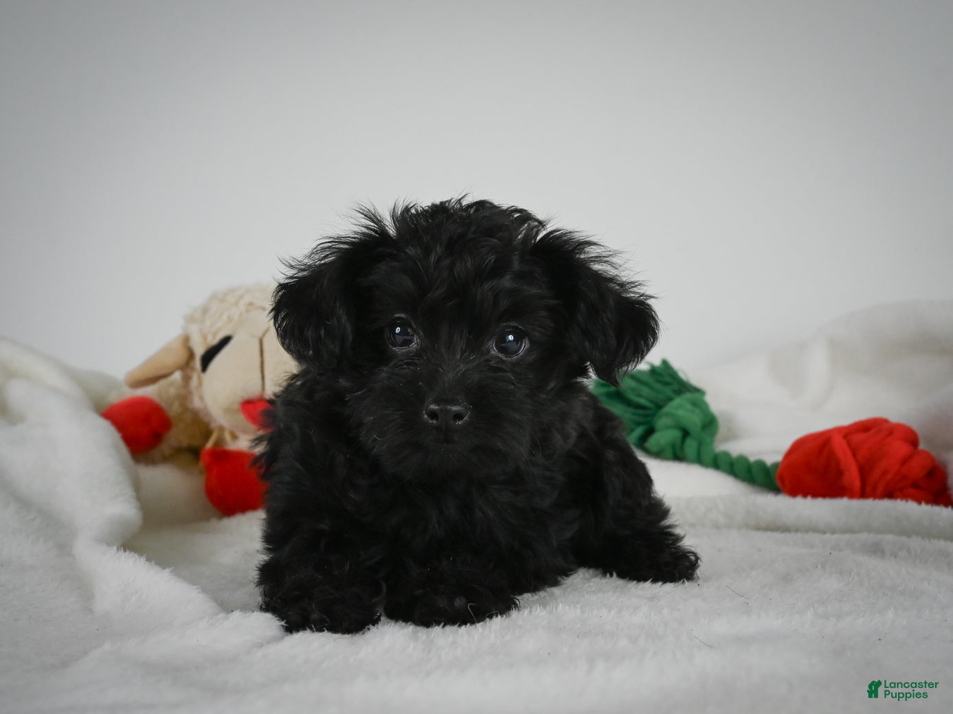 Yorkiepoo dogs Ace - Ad 1