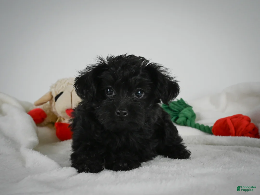 Yorkiepoo dogs for sale: Ace - Ad 1
