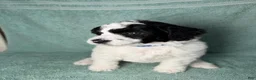 Miniature Poodle dogs for sale: Miniature Poodle Blue - Ad 4
