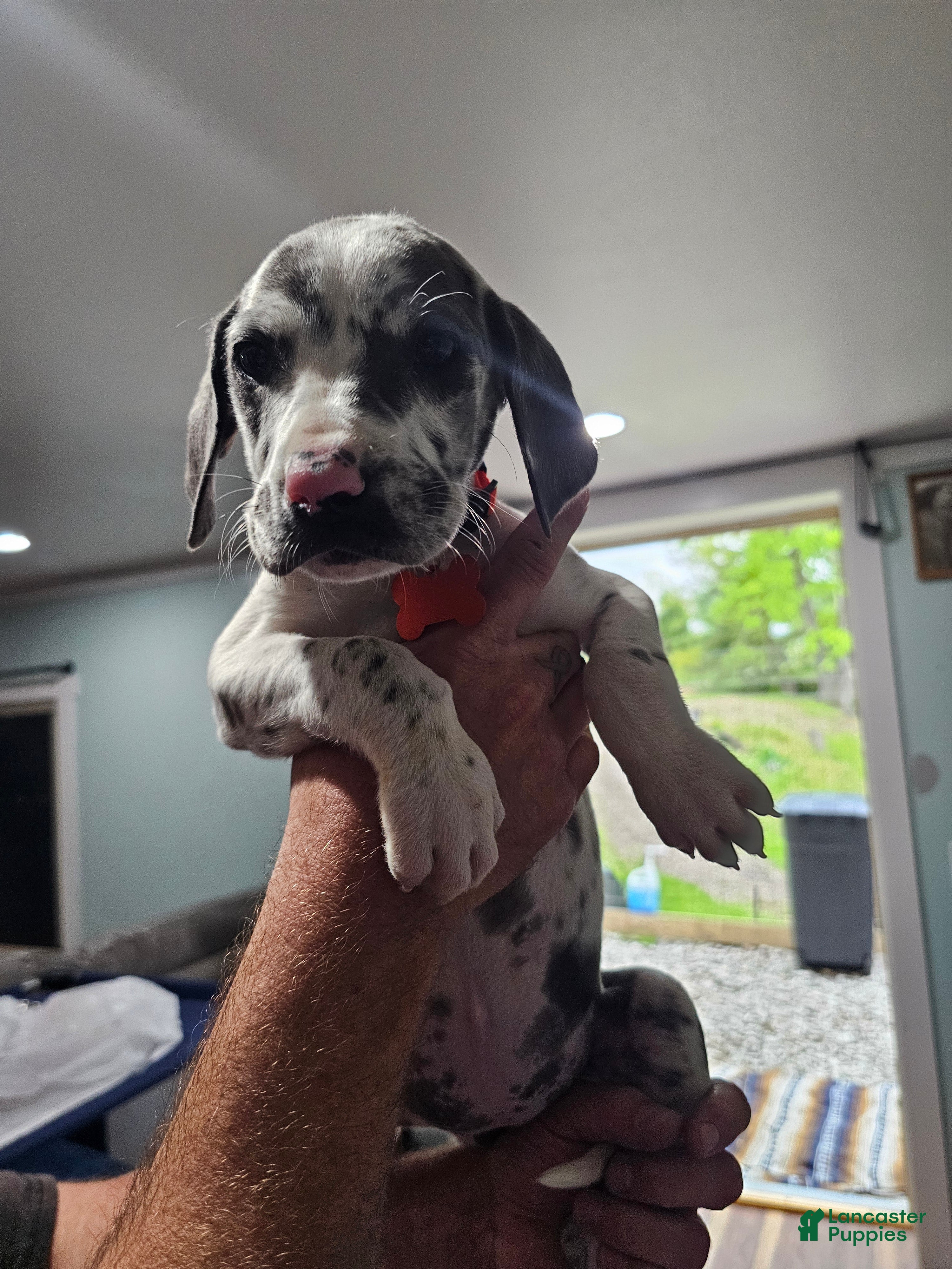 Great Dane dogs for sale: Blue Harlequin - Ad 1