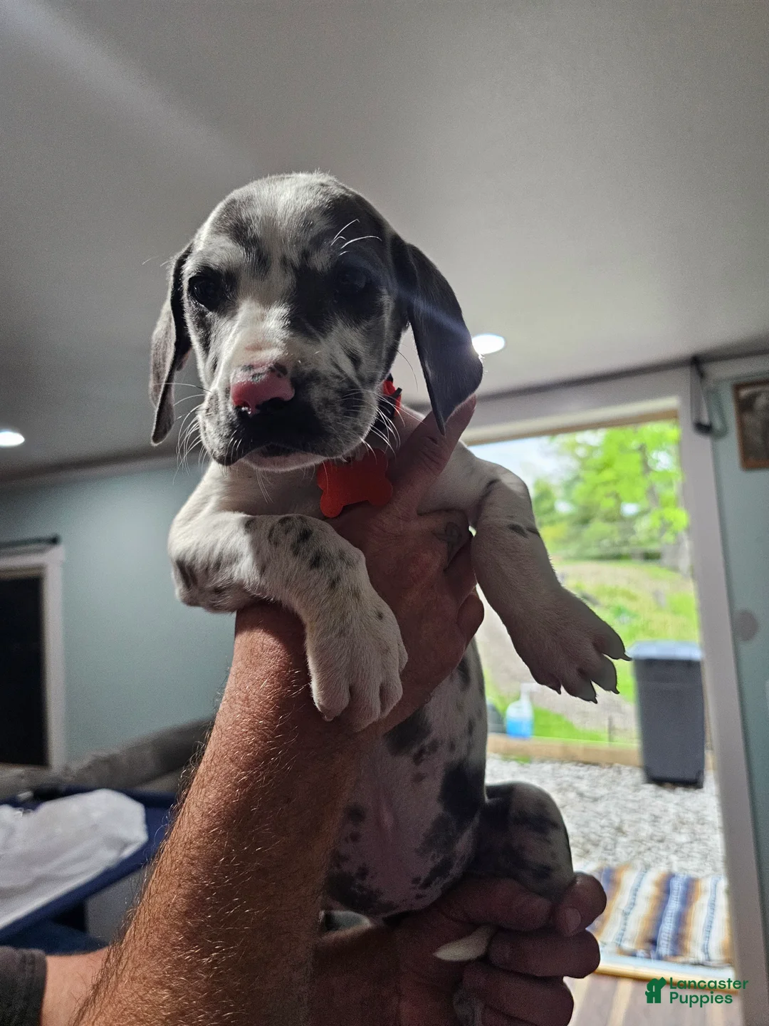 Great Dane dogs for sale: Blue Harlequin - Ad 1