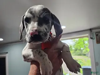 Great Dane dogs for sale: Blue Harlequin - Ad 1