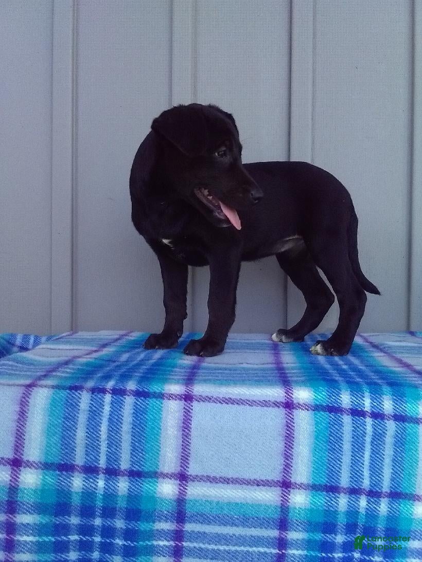Labrador Retriever dogs Ellie - Ad 2