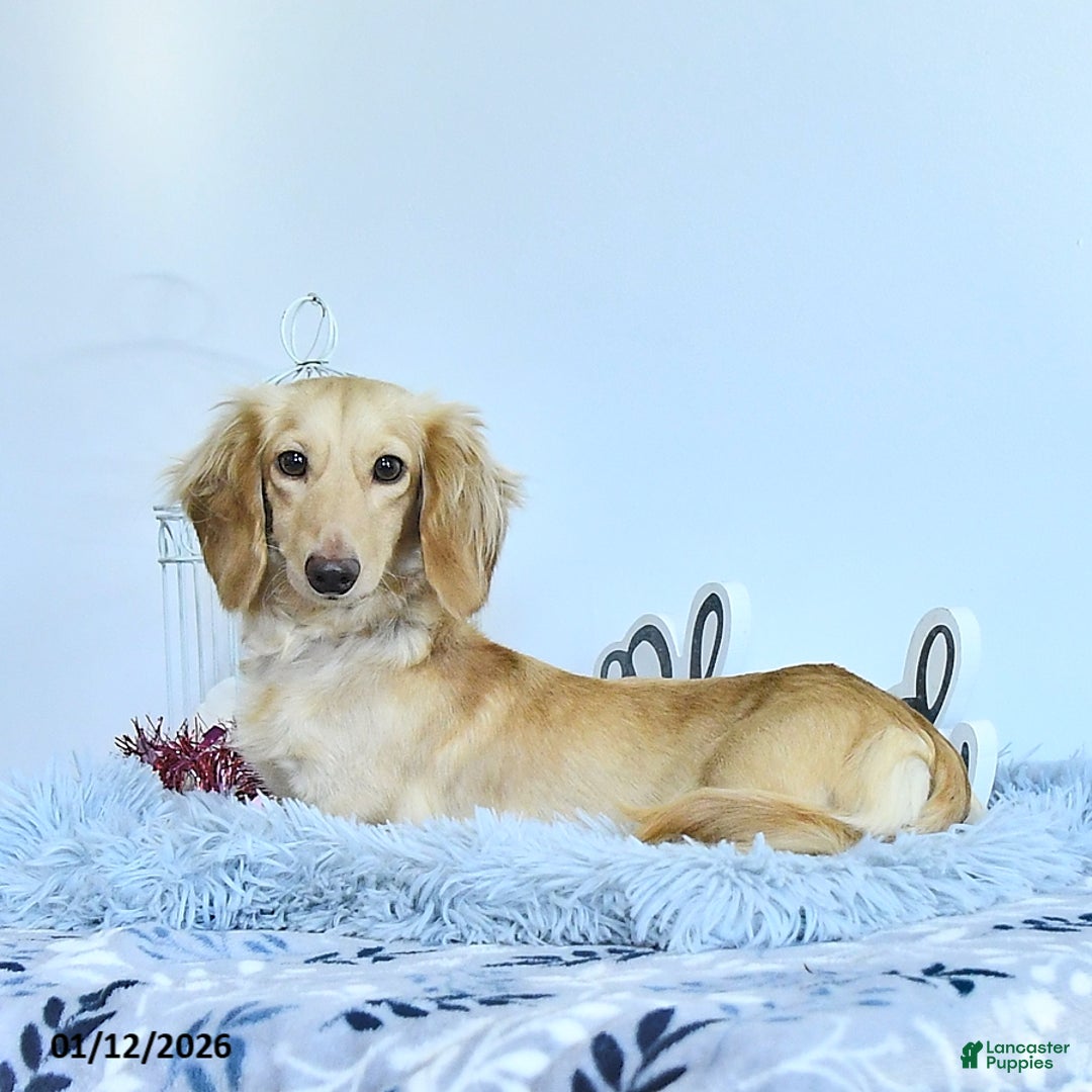 Miniature Dachshund dogs for sale: Elise - Ad 6