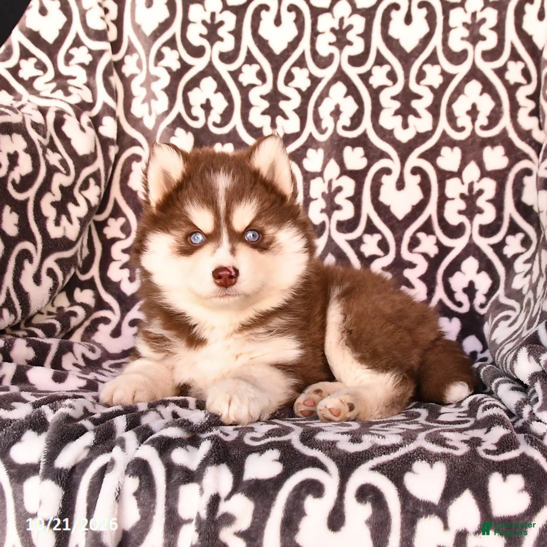 Pomsky dogs for sale: Champ  - Ad 1