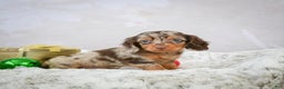 Miniature Dachshund dogs for sale: Parker - Ad 7