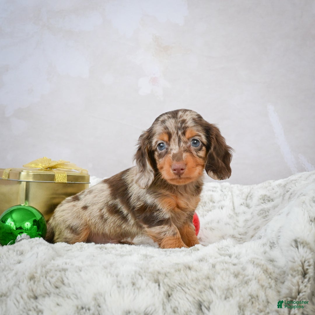 Miniature Dachshund dogs for sale: Parker - Ad 7