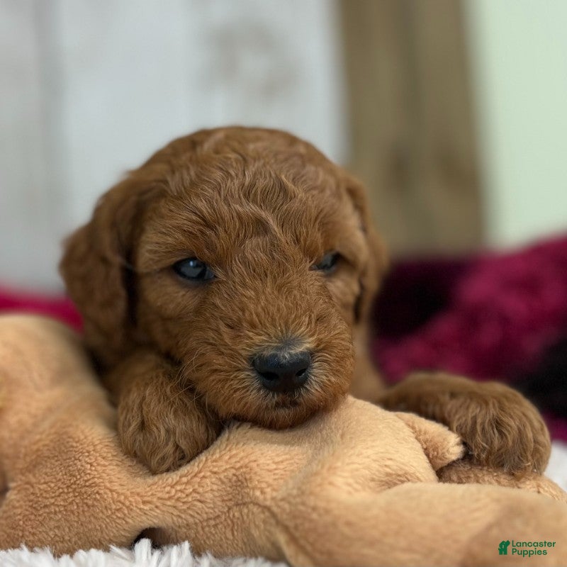 Mini Goldendoodle dogs Remy (Micro Mini Boy) - Ad 2
