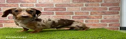 Miniature Dachshund dogs for sale: Hilda - Ad 4