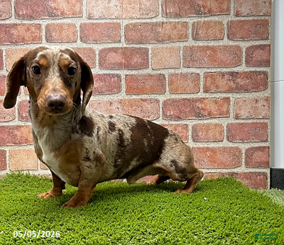 Miniature Dachshund dogs for sale: Hilda - Ad 4