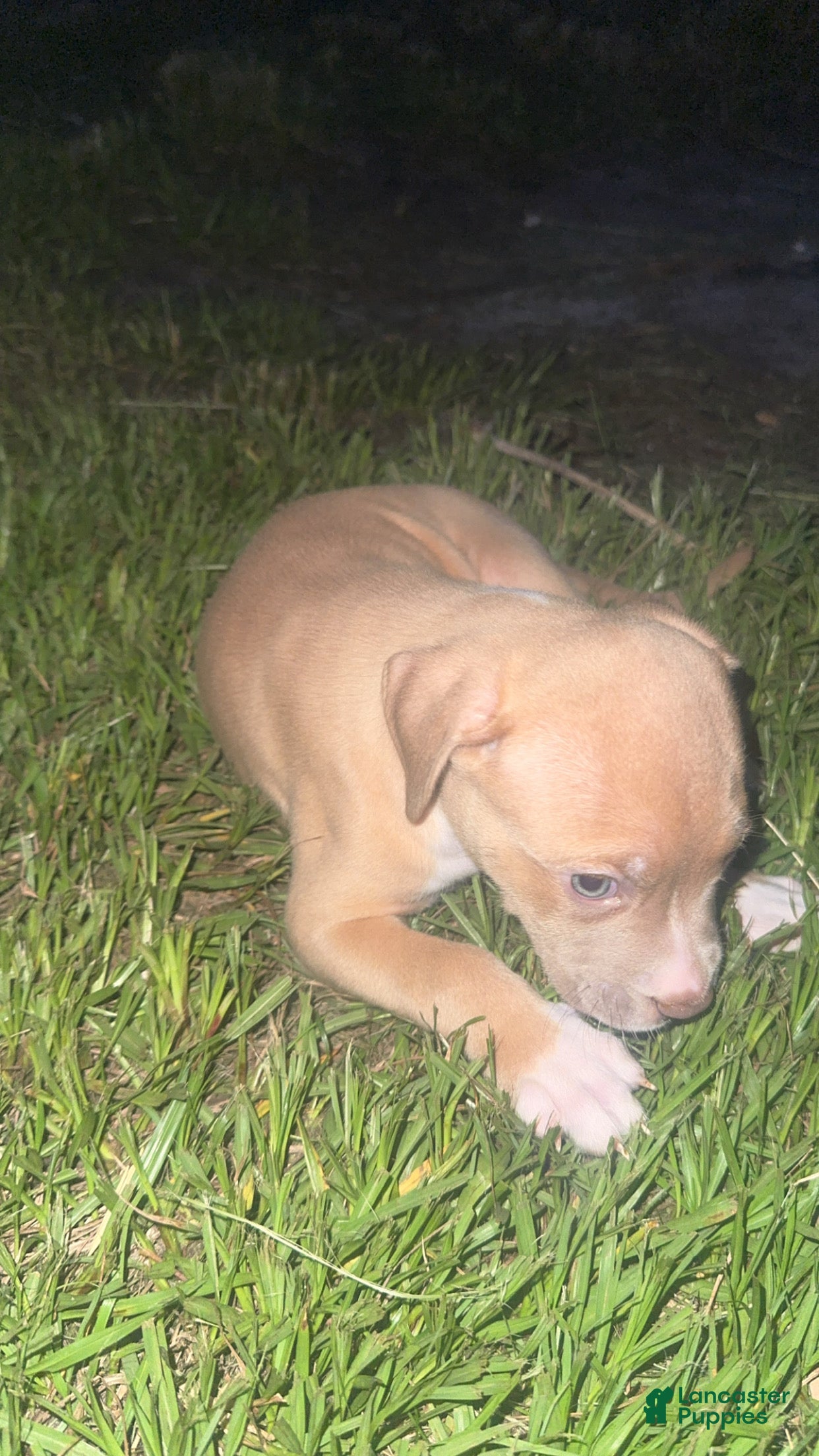 American Pit Bull Terrier dogs American Pit Bull Terrier Puppy 2 - Ad 2