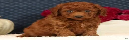 Cavapoo dogs for sale: Sherman - Ad 4