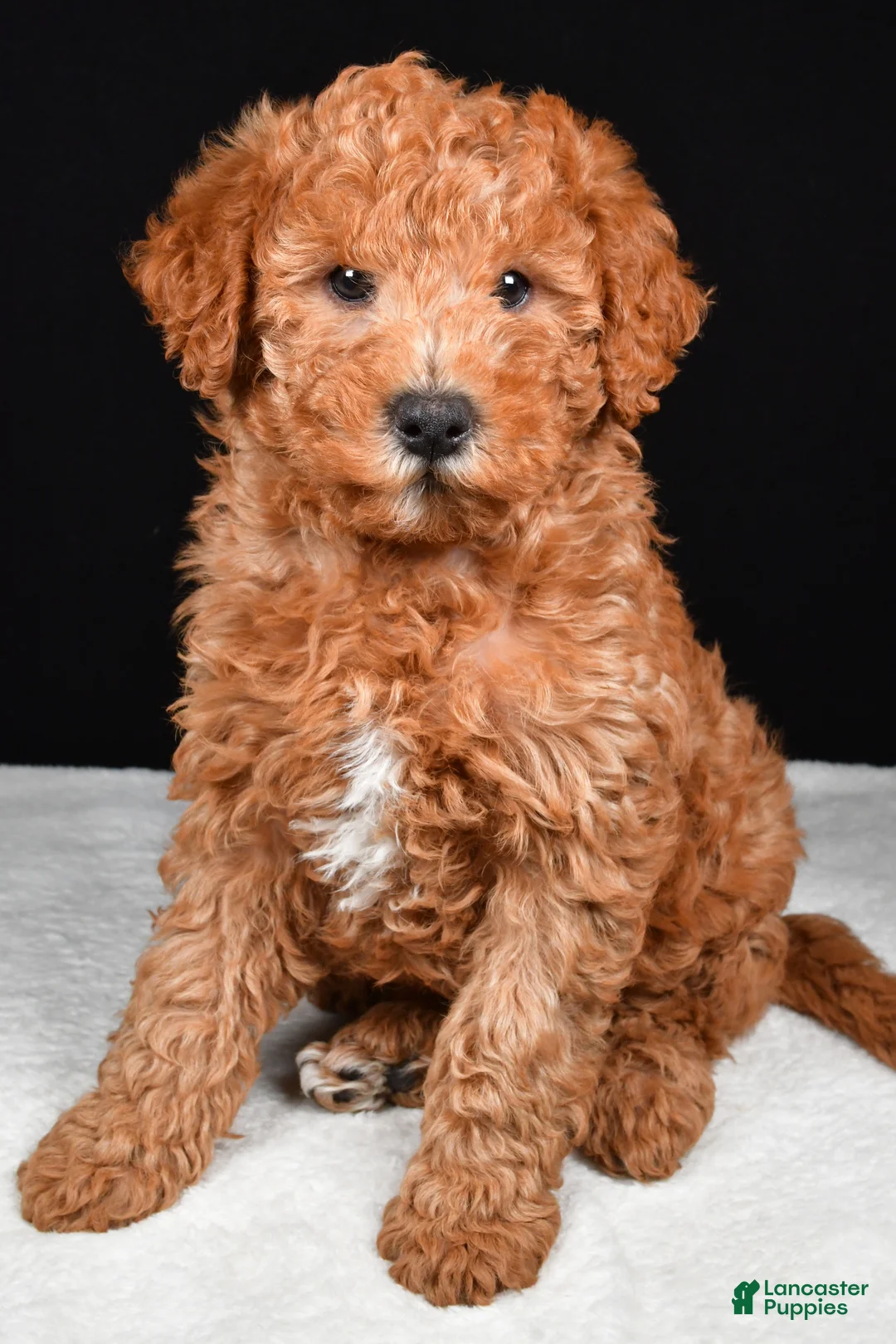 Mixed Breed dogs for sale: Riley - Ad 1