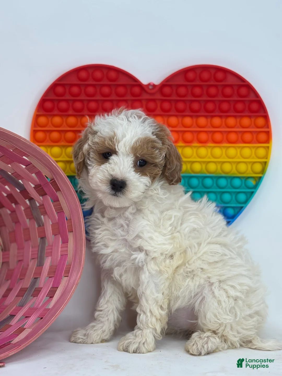 Mini Goldendoodle dogs for sale: Faith - Ad 3