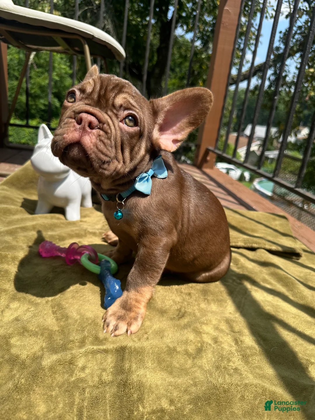 French Bulldog dogs for sale: Cinnamon - Ad 1