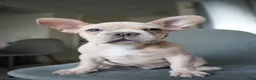 French Bulldog dogs for sale: Soy - Ad 2