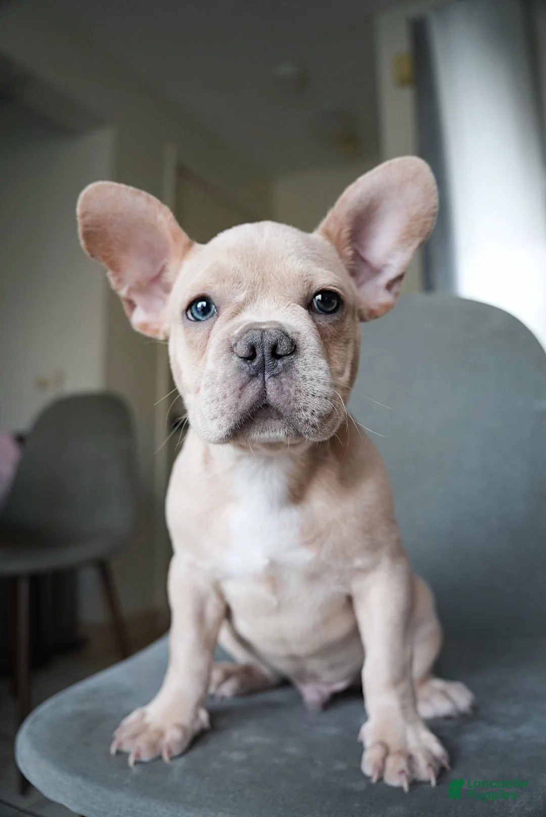 French Bulldog dogs for sale: Soy - Ad 2