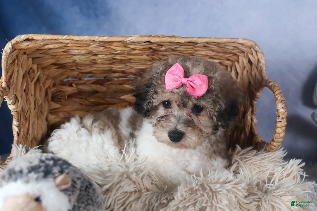 Bichpoo dogs for sale: Sweetheart - Ad 3
