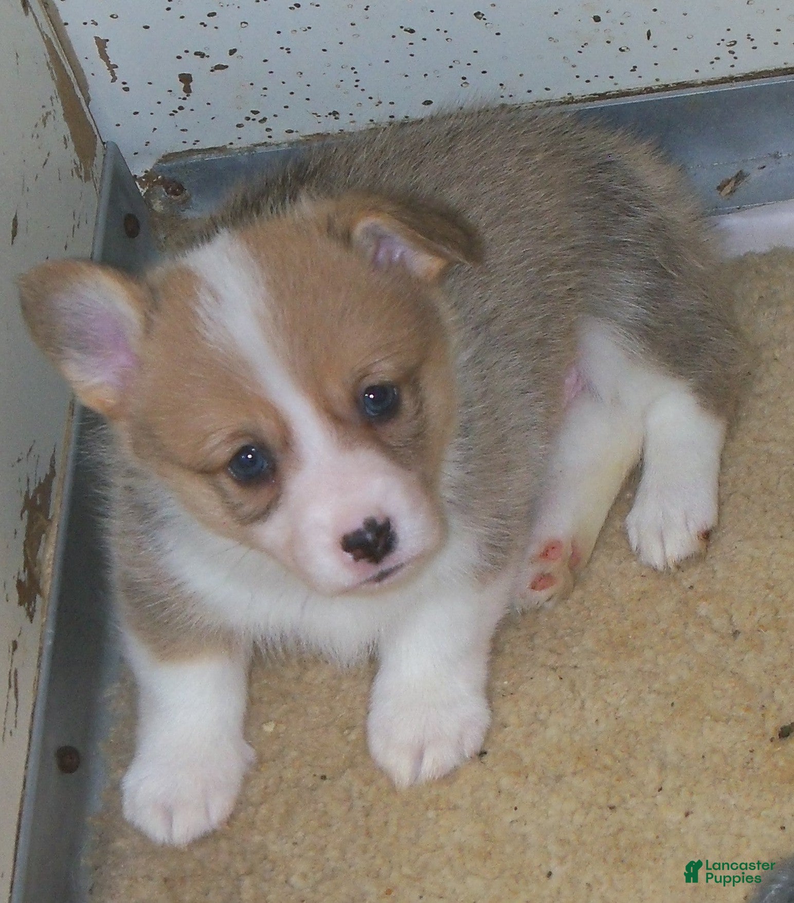 Welsh Corgi Pembroke dogs Georgie...Genetic tested - Ad 2