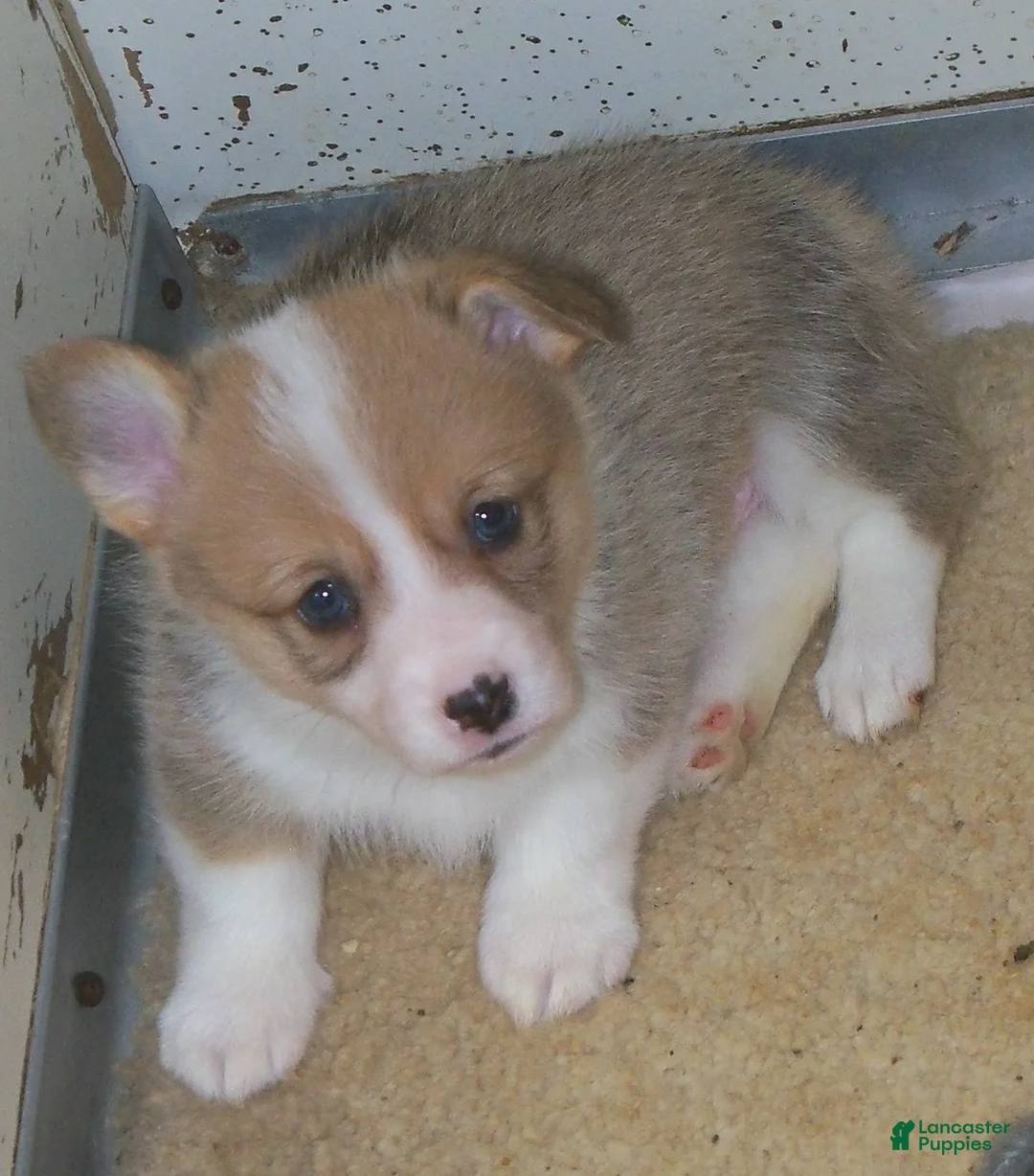 Welsh Corgi Pembroke dogs for sale: Georgie...Genetic tested - Ad 2