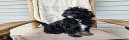 Mini Bernedoodle dogs for sale: Mia - Ad 18
