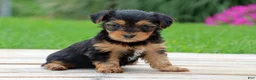 Yorkshire Terrier dogs for sale: Lulu - Ad 5