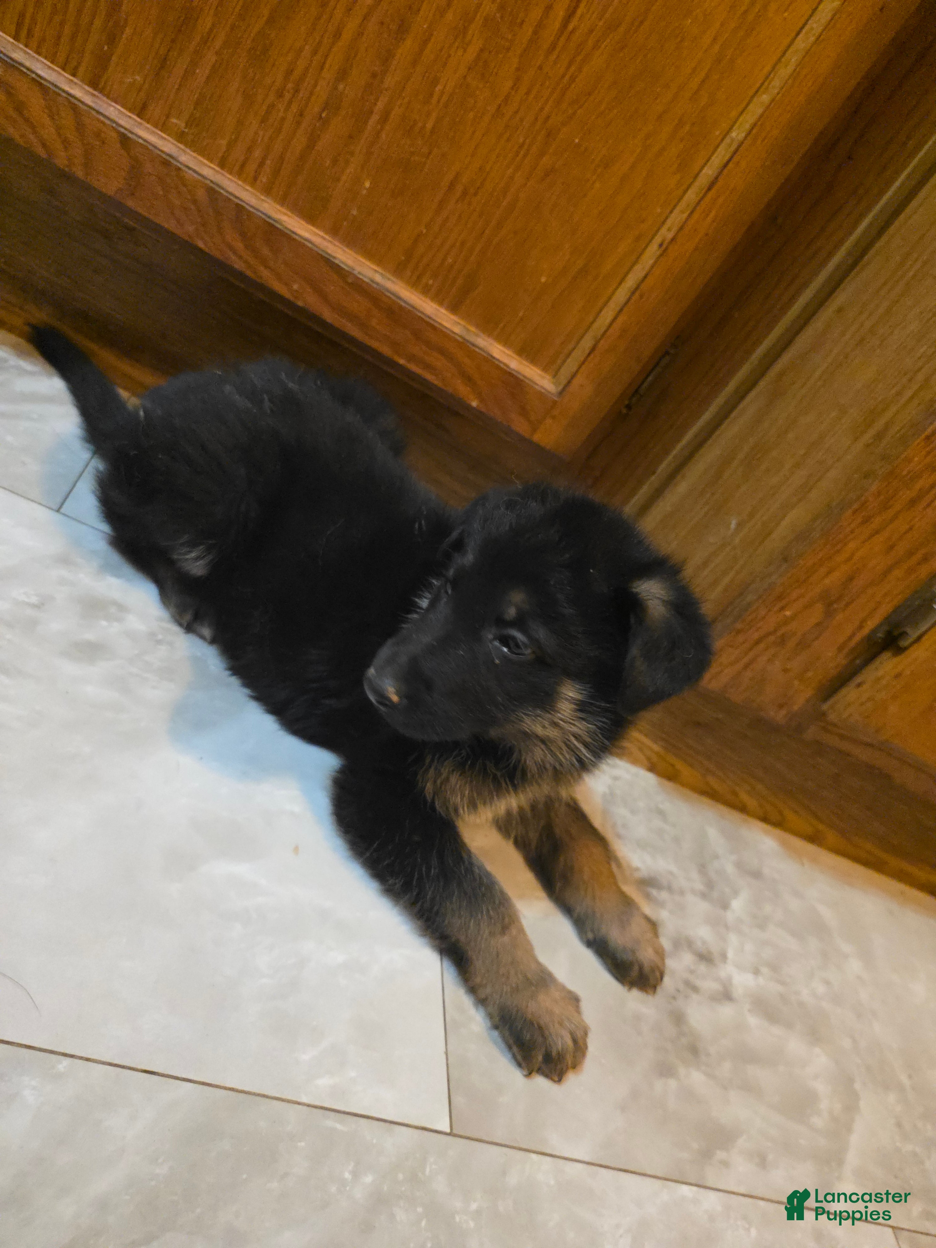 Golden Shepherd dogs GermanShepherd Puppy 1 - Ad 2