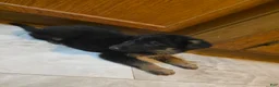Golden Shepherd dogs for sale: GermanShepherd Puppy 1 - Ad 2