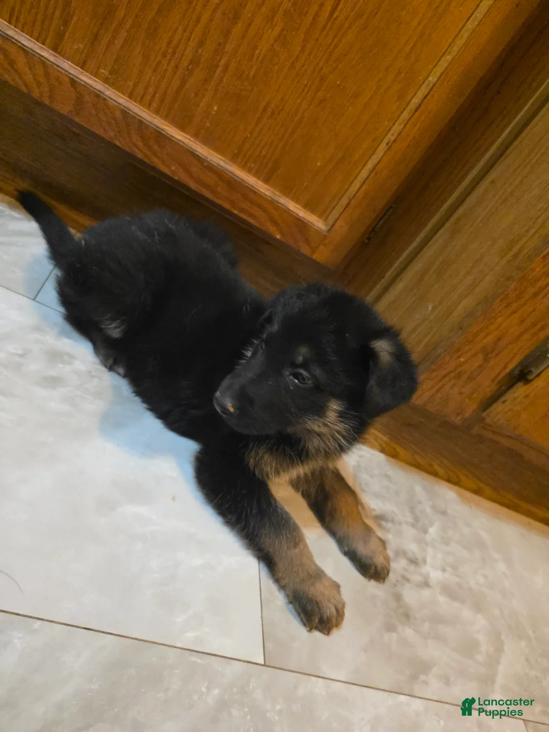 Golden Shepherd dogs for sale: GermanShepherd Puppy 1 - Ad 2