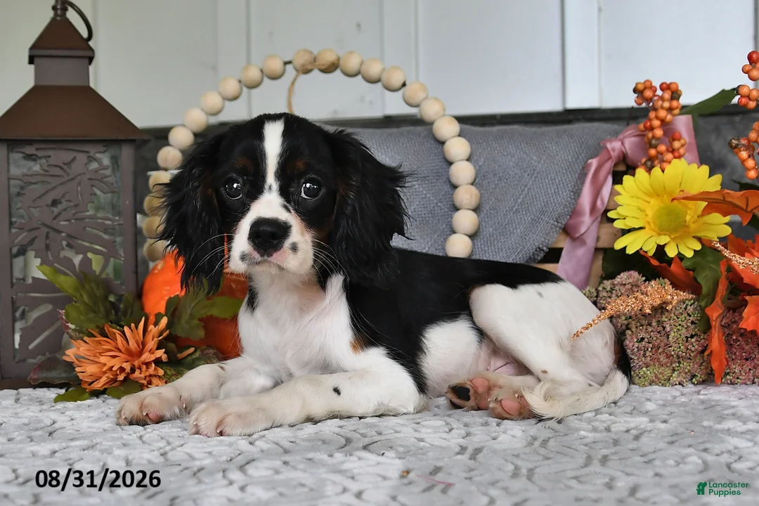 Cavalier King Charles Spaniel dogs for sale: Jaxon - Ad 2