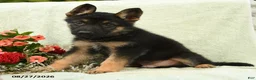 German Shepherd dogs for sale: Otto - Ad 3