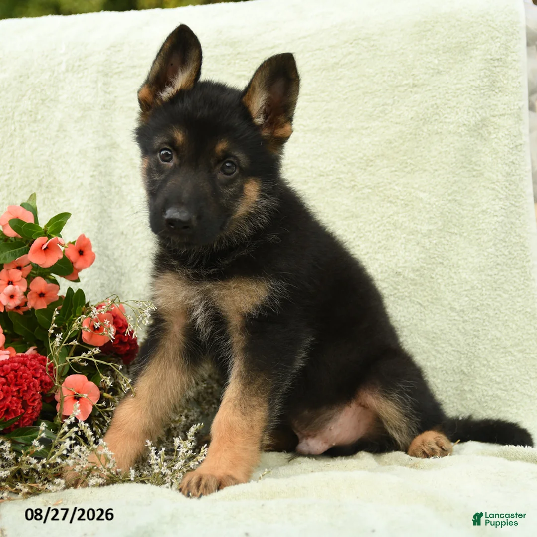 German Shepherd dogs for sale: Otto - Ad 3