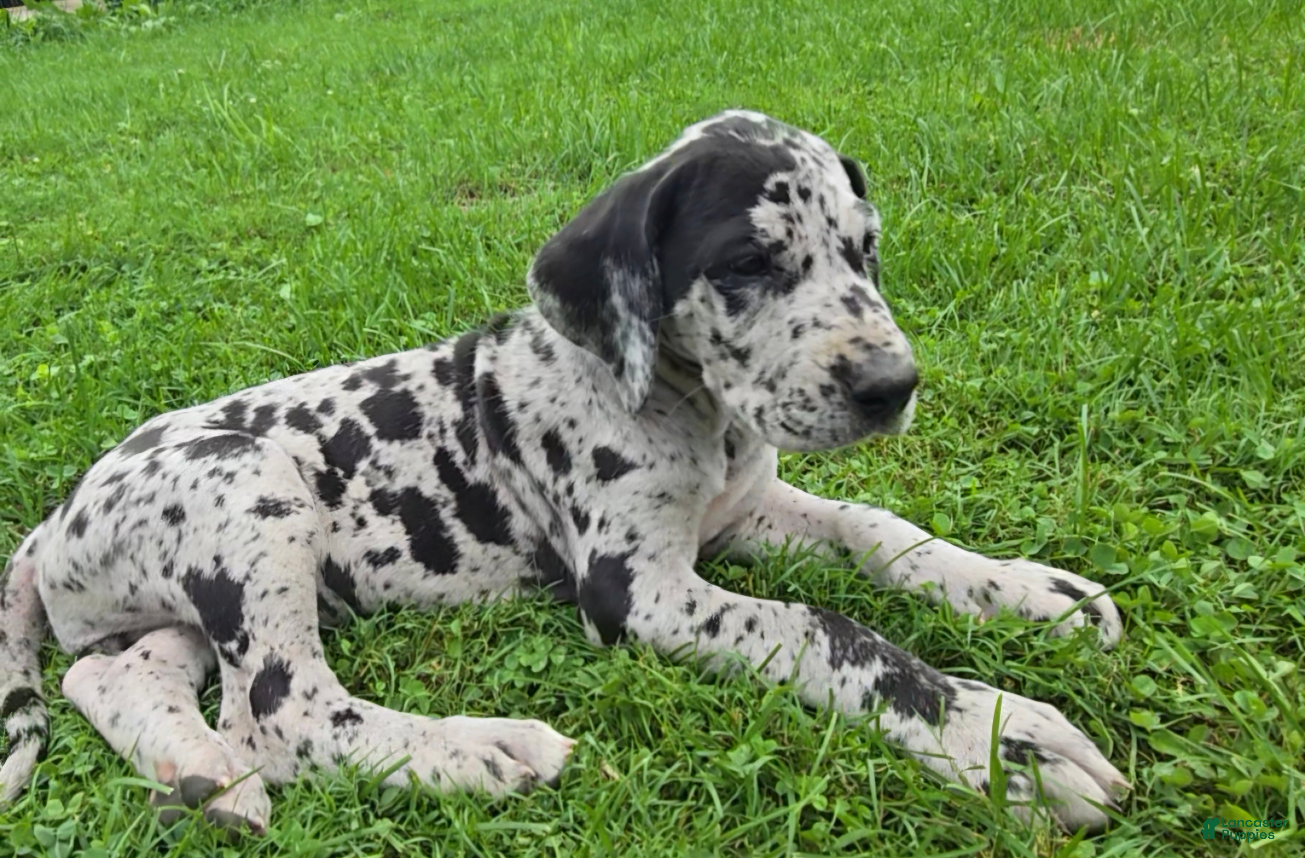 Great Dane dogs Pepper - Ad 1