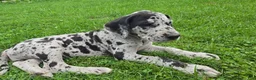Great Dane dogs for sale: Pepper - Ad 1