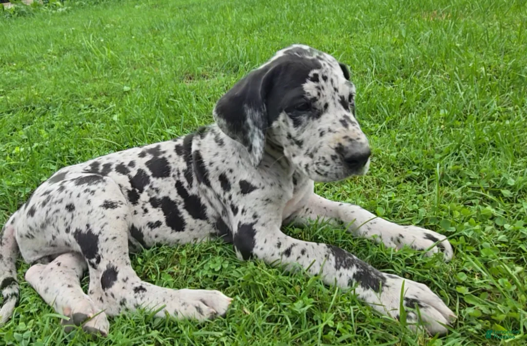 Great Dane dogs for sale: Pepper - Ad 1