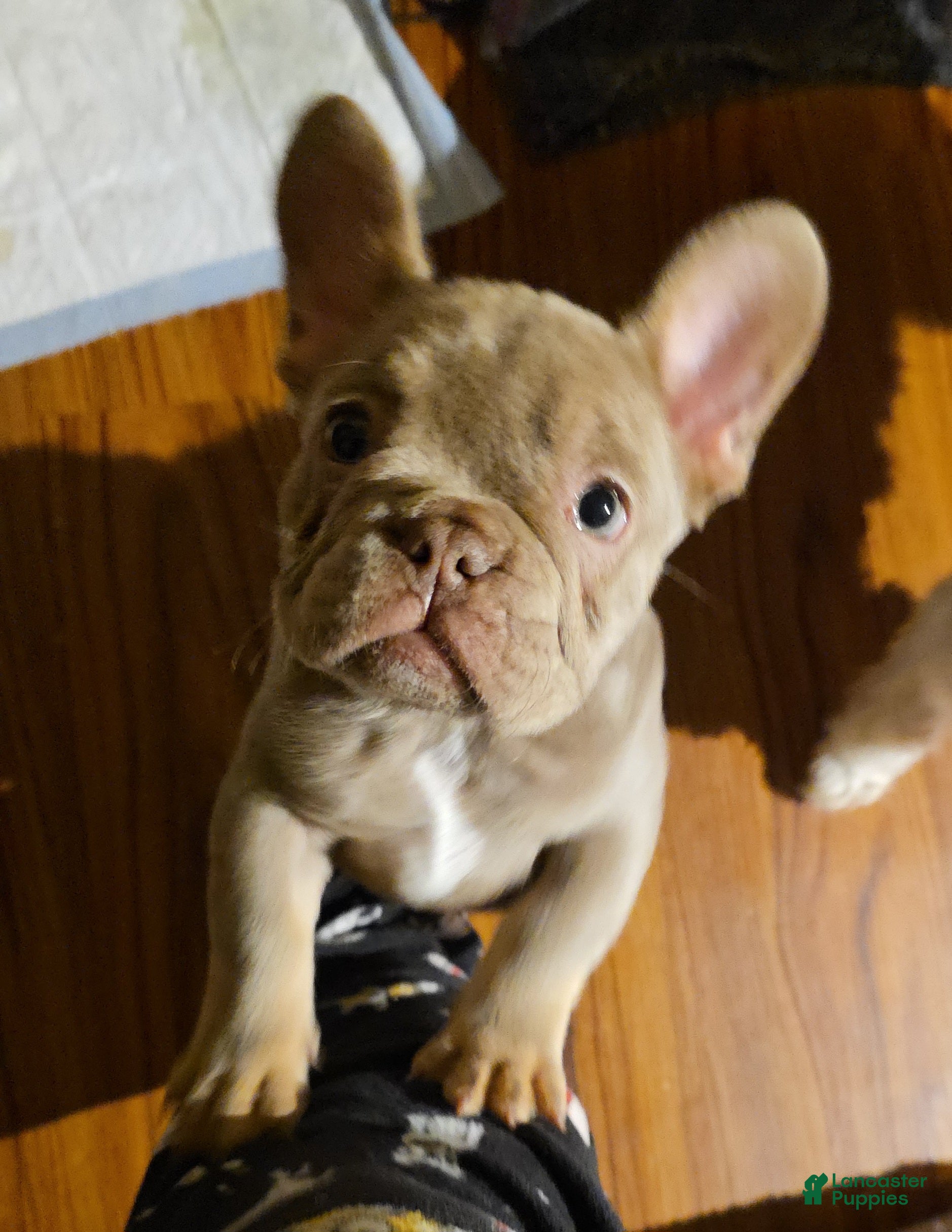French Bulldog dogs Bella - Ad 1