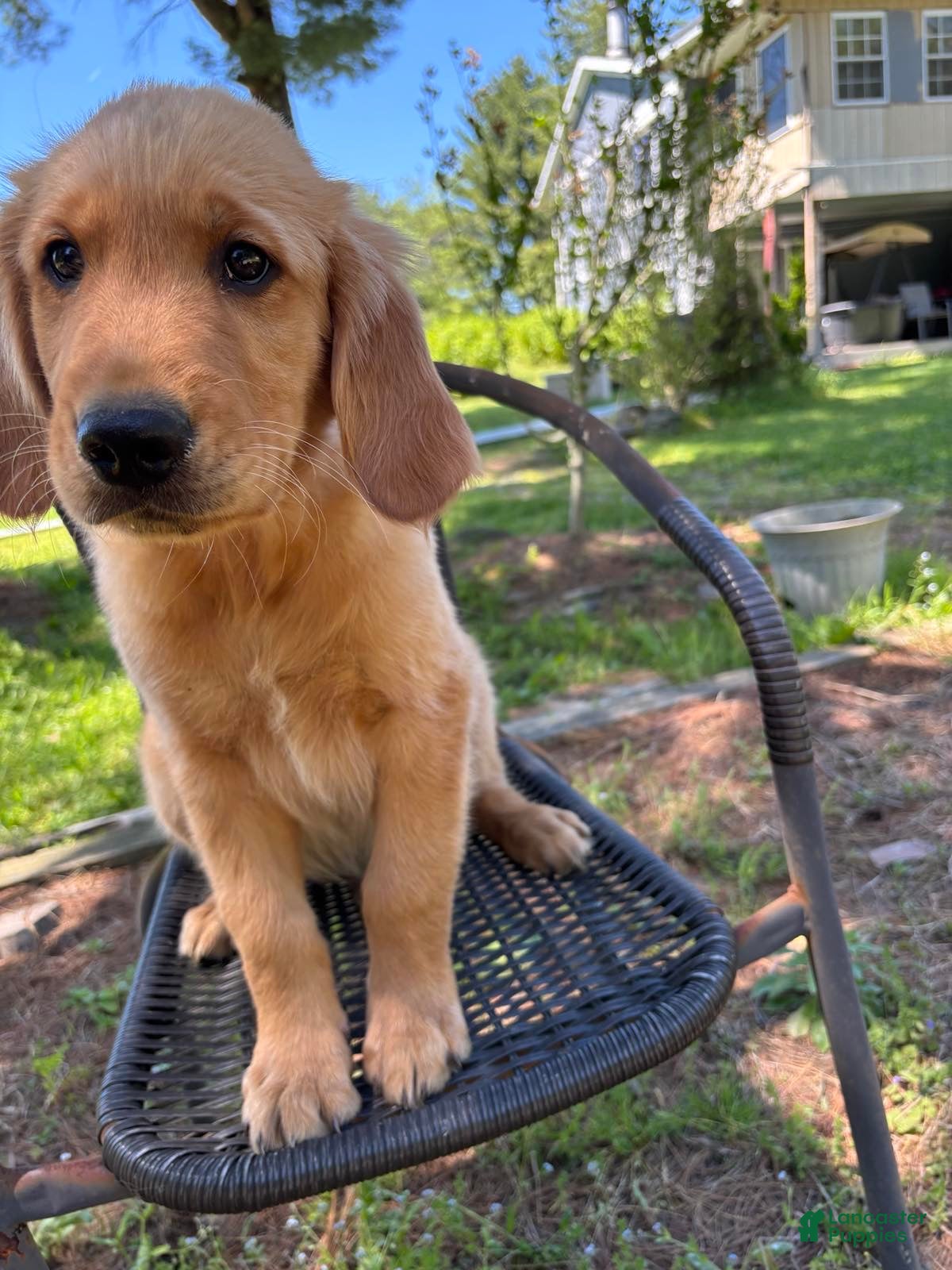Golden Retriever dogs Buddy - Ad 1