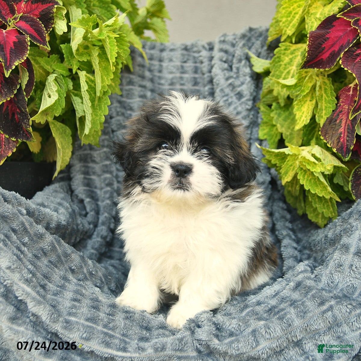 Shih Tzu dogs Navy  - Ad 2