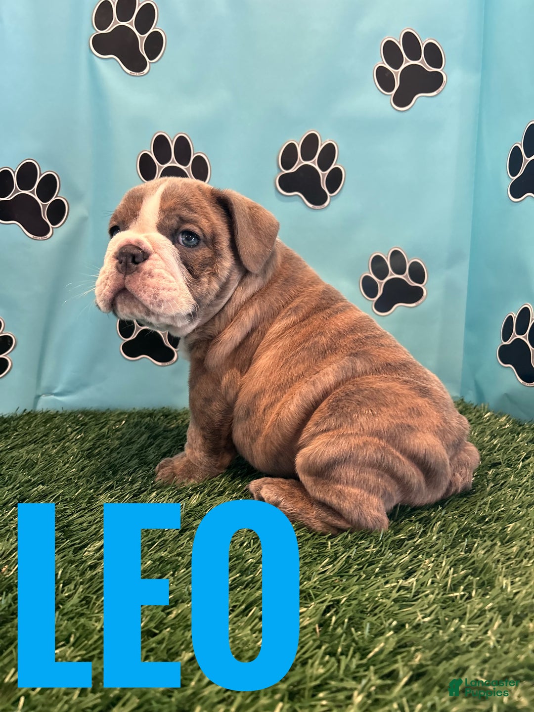English Bulldog dogs for sale: LEO - Ad 2