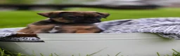 Jug dogs for sale: Phoenix  - Ad 4