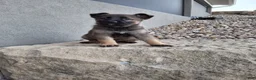 German Shepherd dogs for sale: Lily - Ad 4