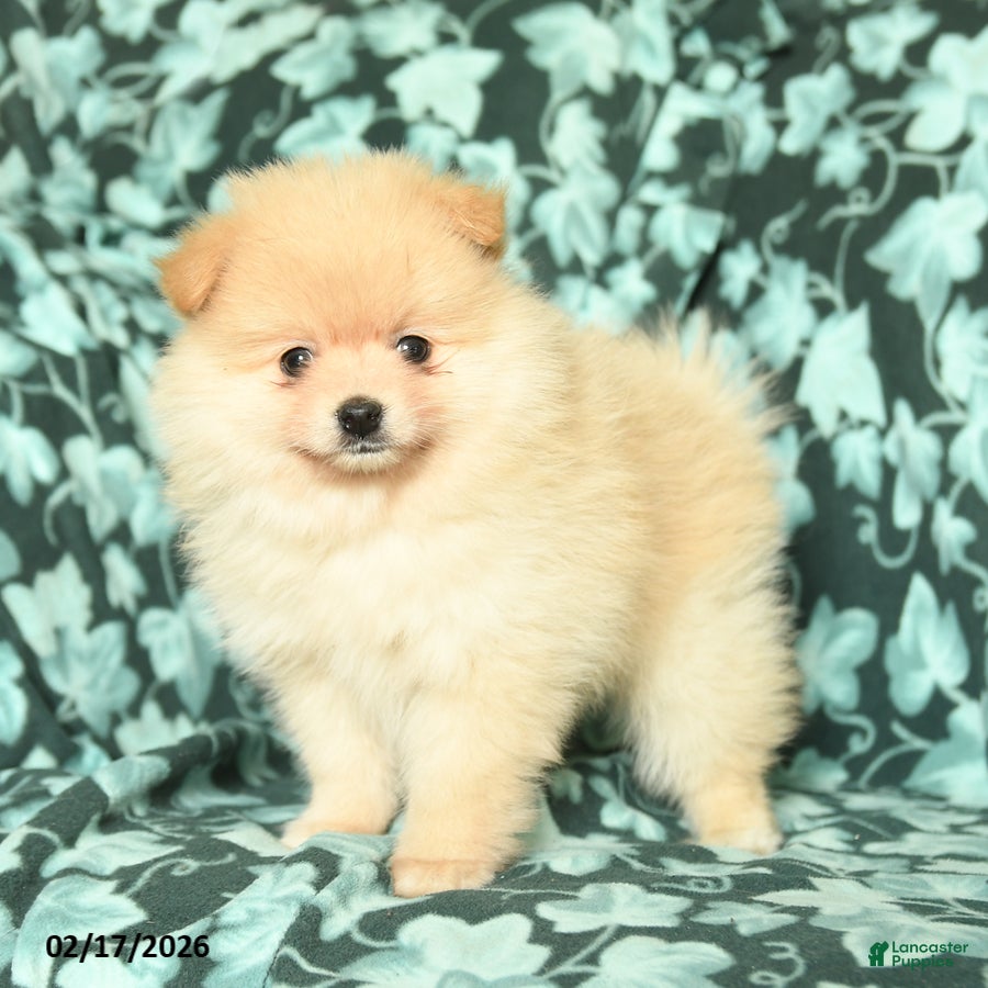 Pomeranian dogs Sweet Heart - Ad 1