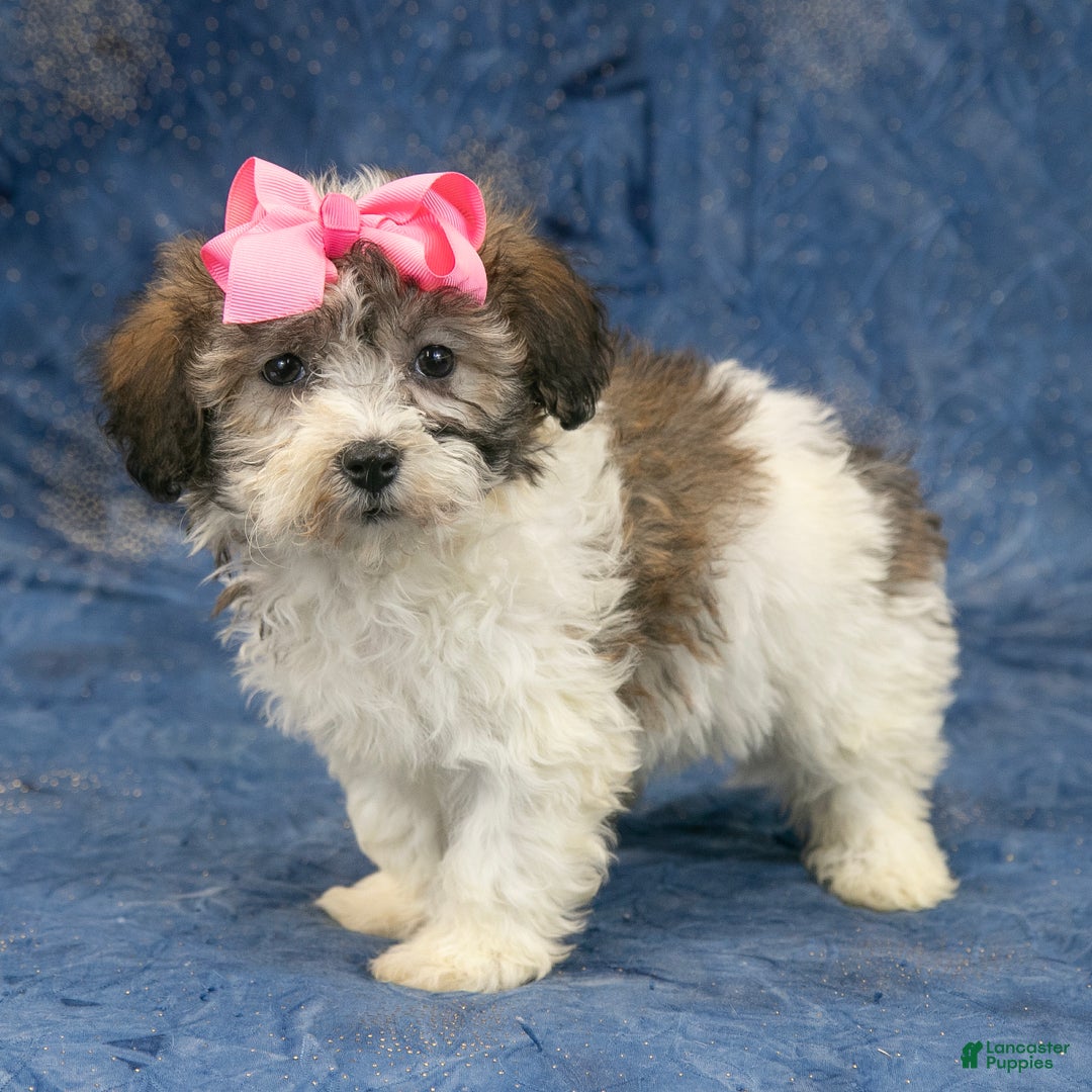 Havanese dogs for sale: Honey - Ad 5