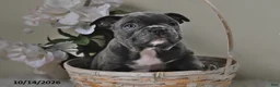 Frenchton dogs for sale: Benny - Ad 4