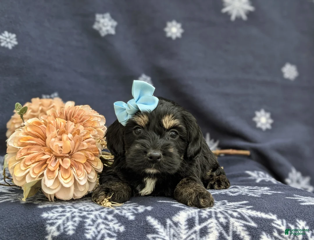Cockapoo dogs for sale: Laureen - Ad 5